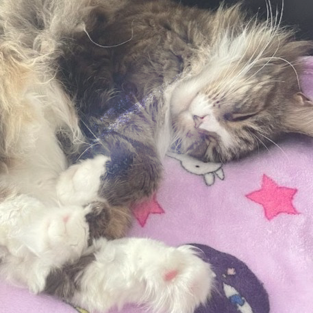 Sofie's cat Tommy!
