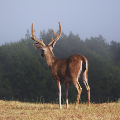 wildlife